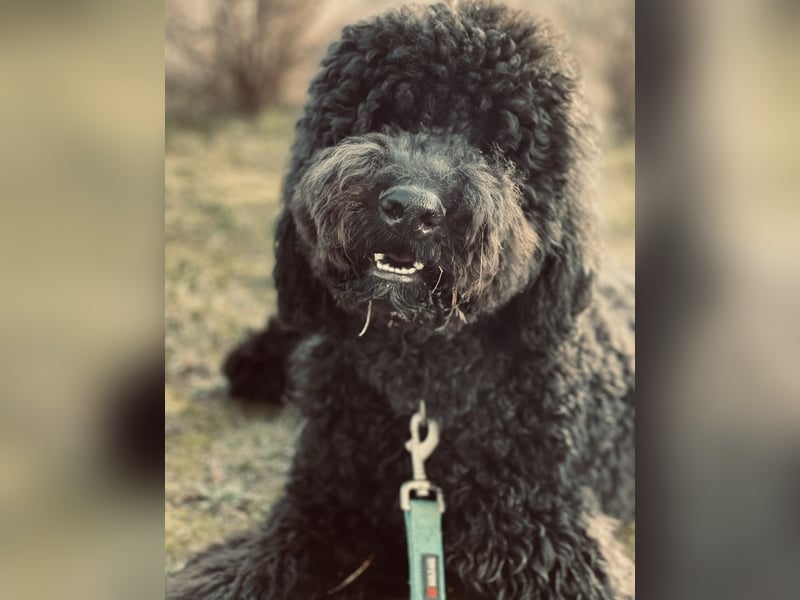 Labradoddle