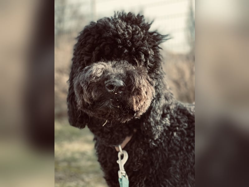 Labradoddle