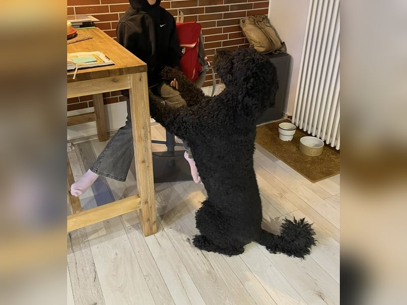 Labradoddle