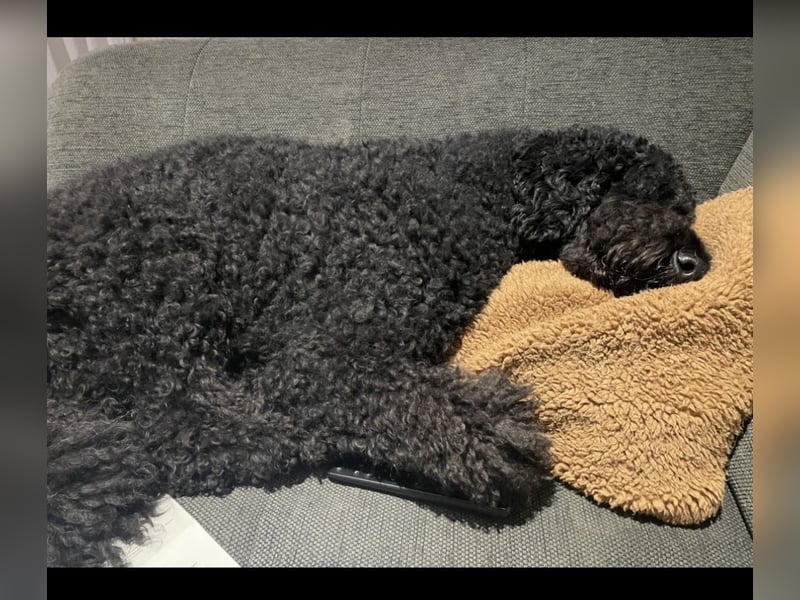 Labradoddle