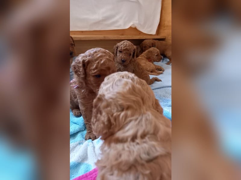 Labradoodle Welpen Medium