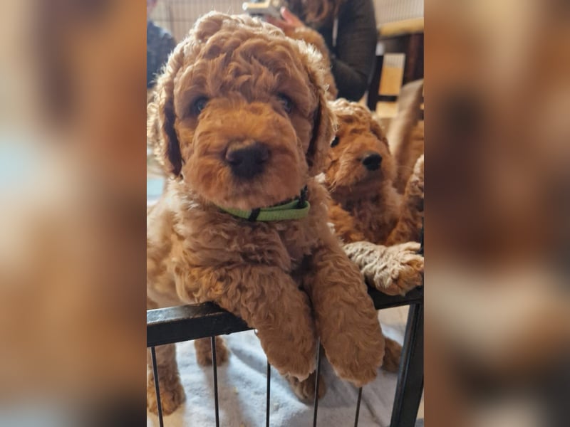 Labradoodle Welpen Medium
