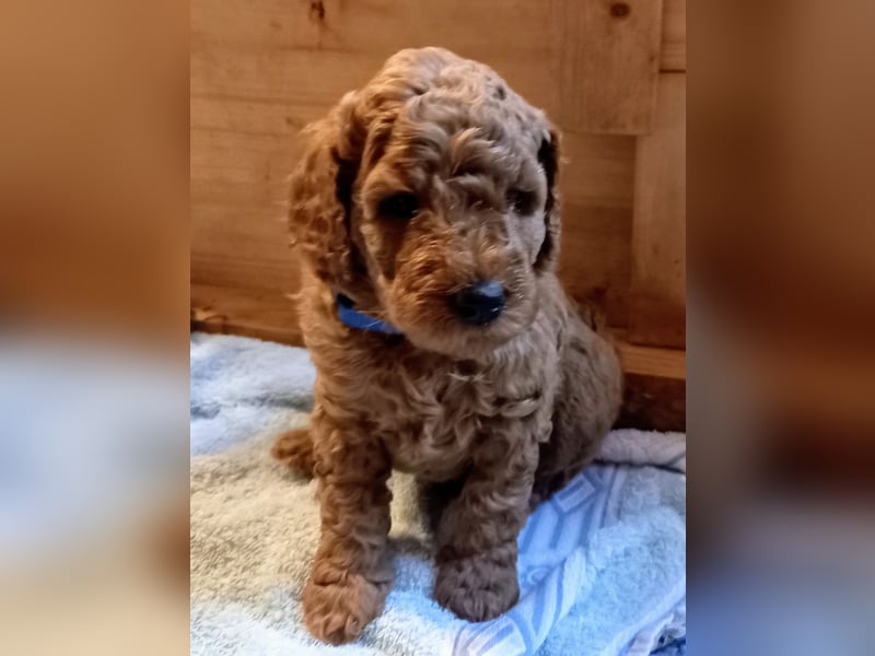Labradoodle Welpen Medium