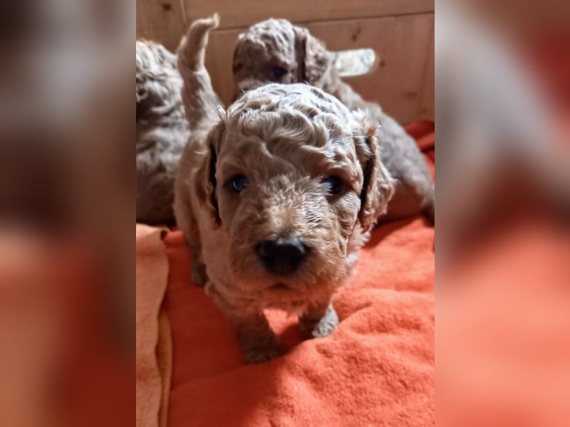 Labradoodle Welpen Medium