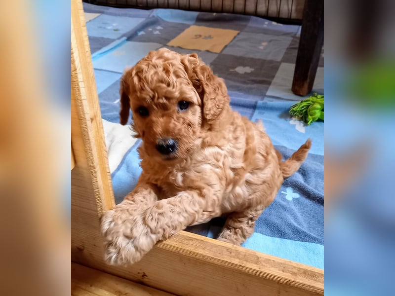 Labradoodle Welpen Medium