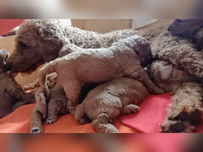 Labradoodle Welpen Medium