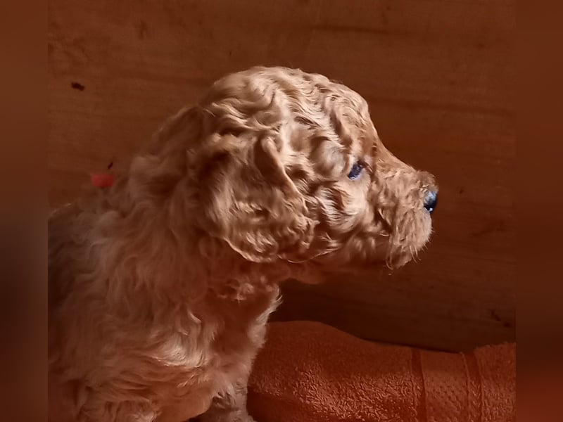 Labradoodle Welpen Medium