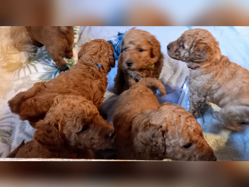 Labradoodle Welpen Medium