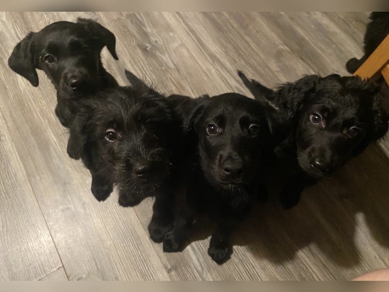 Labradoodle Welpen F2