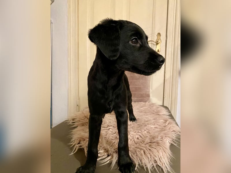 Labradoodle Welpen F2