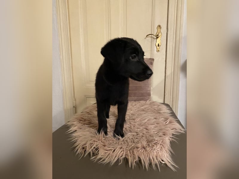 Labradoodle Welpen F2