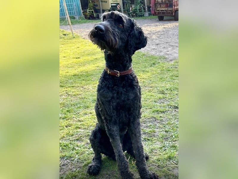 Labradoodle Welpen F2