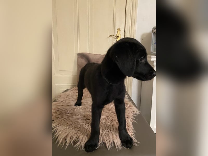 Labradoodle Welpen F2