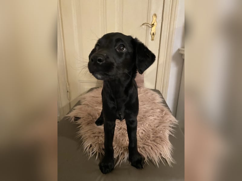 Labradoodle Welpen F2