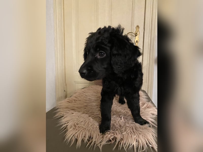 Labradoodle Welpen F2