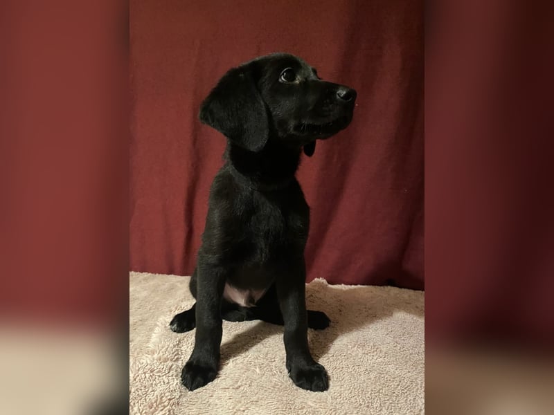 Labradoodle Welpen F2