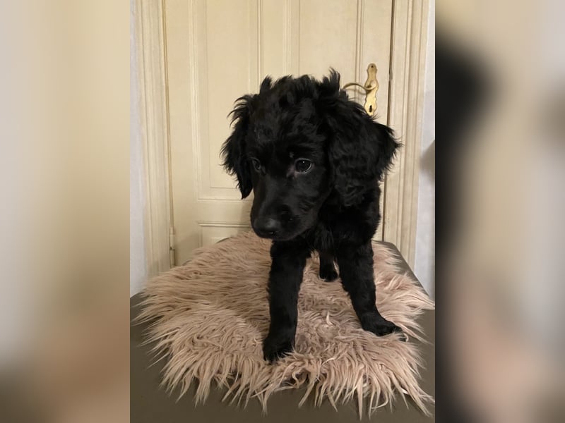 Labradoodle Welpen F2