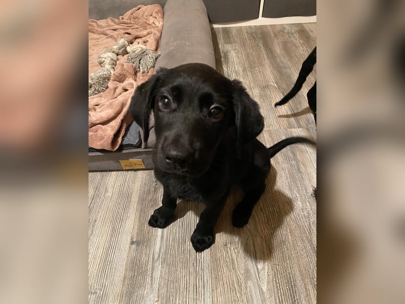 Labradoodle Welpen F2