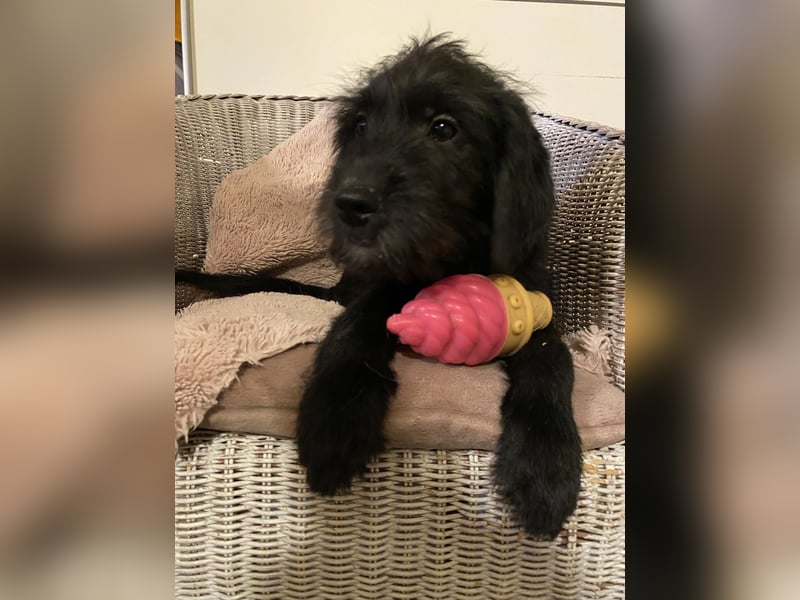 Labradoodle Welpen F2