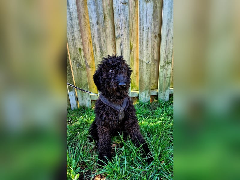 Labradoodle