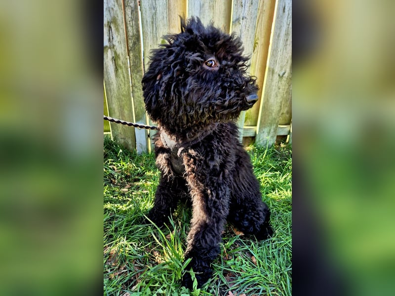 Labradoodle