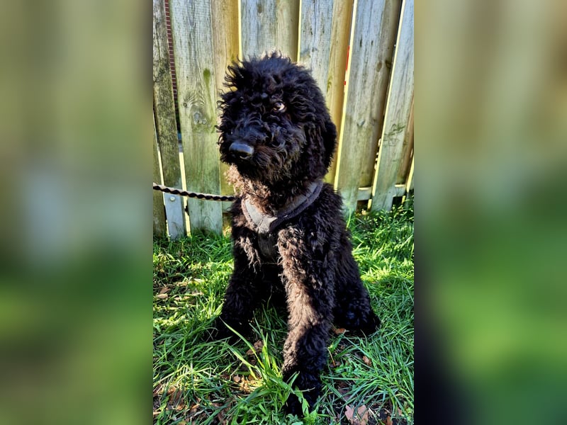 Labradoodle