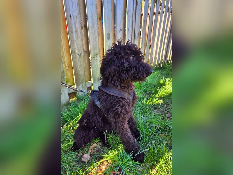 Labradoodle