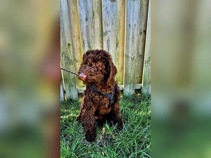 Labradoodle