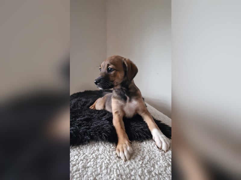 Labrador X Labradoodel Welpen ❤️