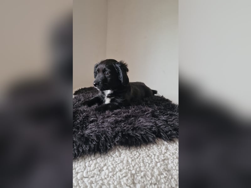 Labrador X Labradoodel Welpen ❤️