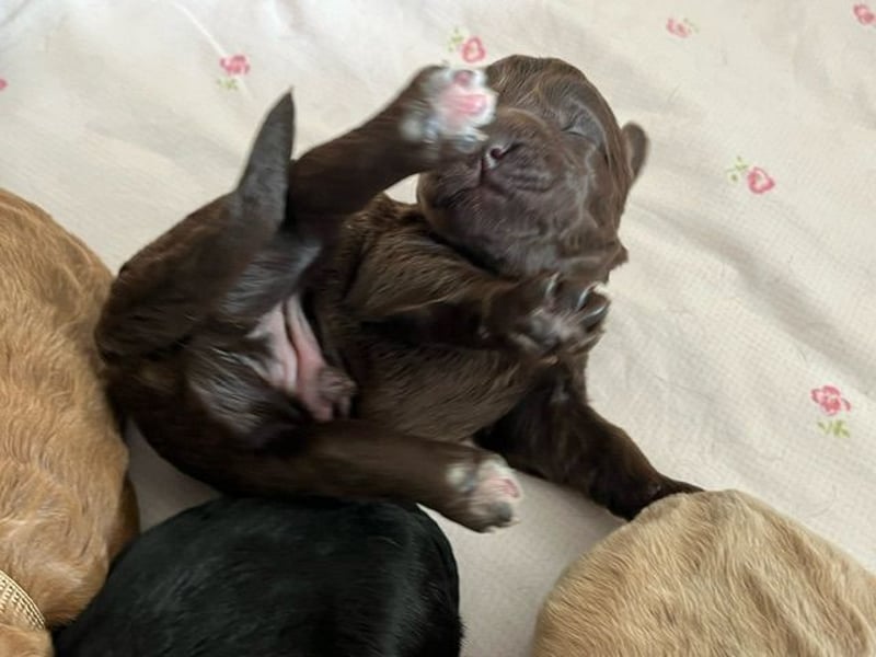 Labradoodlewelpen F1 (mittelgroß) - abgabebereit ab dem 05.06.