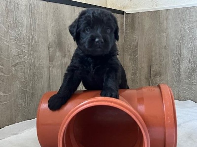 Labradoodlewelpen F1 (mittelgroß) - abgabebereit ab dem 05.06.