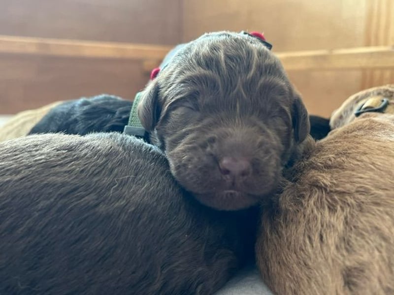 Labradoodlewelpen F1 (mittelgroß) - abgabebereit ab dem 05.06.