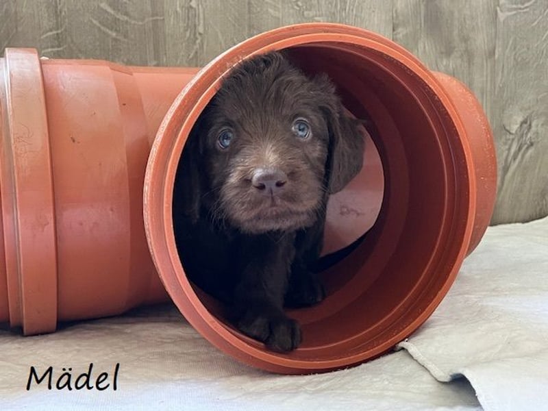 Labradoodlewelpen F1 (mittelgroß) - abgabebereit ab dem 05.06.