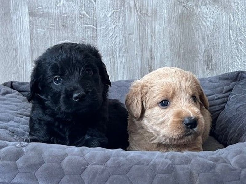 Labradoodlewelpen F1 (mittelgroß) - abgabebereit ab dem 05.06.