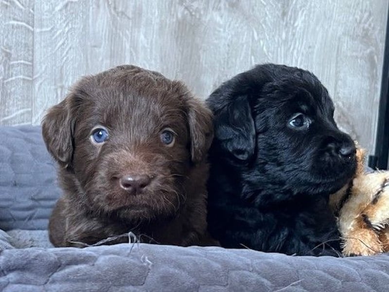 Labradoodlewelpen F1 (mittelgroß) - abgabebereit ab dem 05.06.