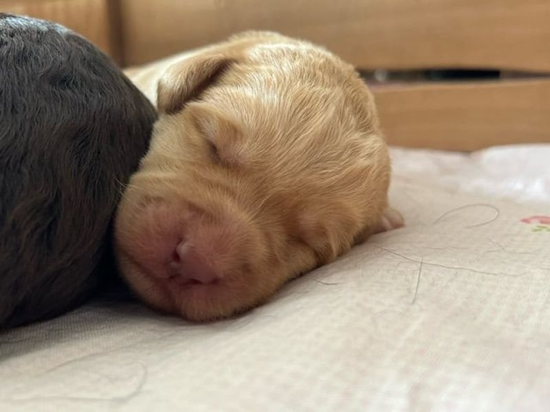 Labradoodlewelpen F1 (mittelgroß) - abgabebereit ab dem 05.06.
