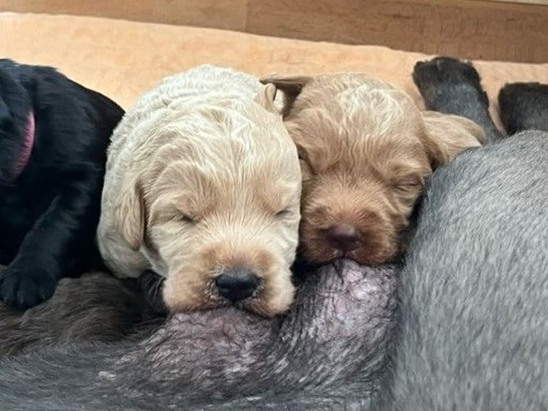 Labradoodlewelpen F1 (mittelgroß) - abgabebereit ab dem 05.06.