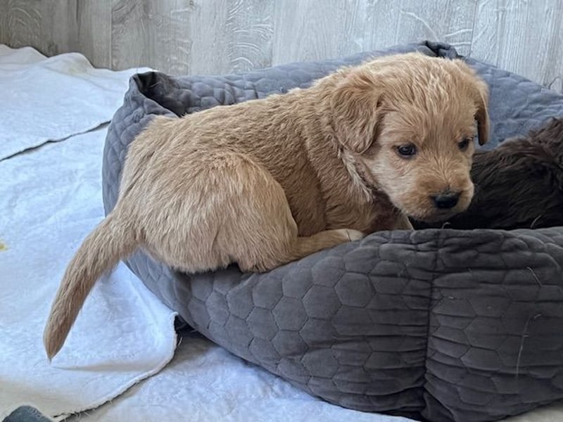 Labradoodlewelpen F1 (mittelgroß) - abgabebereit ab dem 05.06.