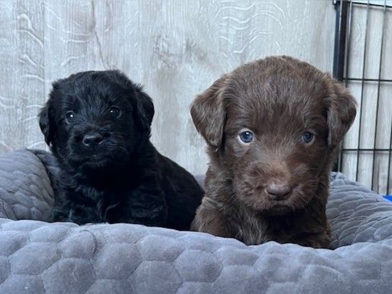 Labradoodlewelpen F1 (mittelgroß) - abgabebereit ab dem 05.06.
