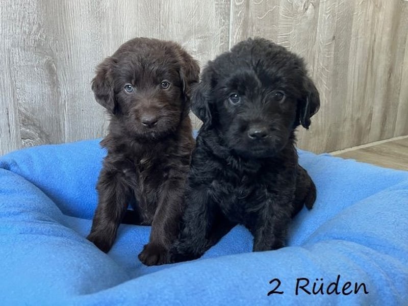 Labradoodlewelpen F1 (mittelgroß) - abgabebereit ab dem 05.06.
