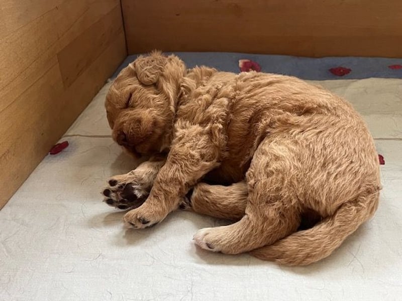Labradoodlewelpen F1 (mittelgroß) - abgabebereit ab dem 05.06.
