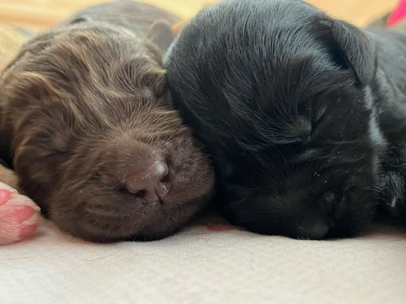 Labradoodlewelpen F1 (mittelgroß) - abgabebereit ab dem 05.06.