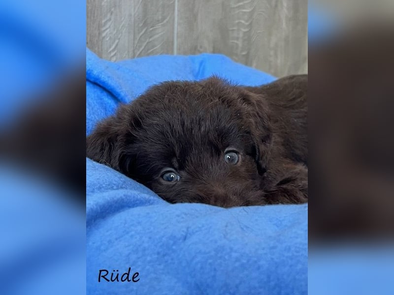 Labradoodlewelpen F1 (mittelgroß) - abgabebereit ab dem 05.06.