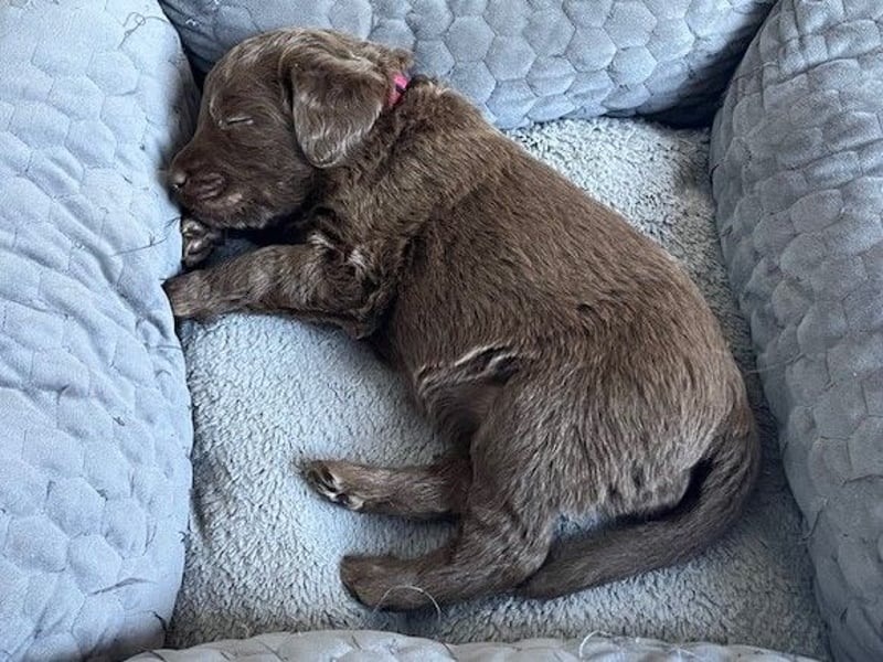 Labradoodlewelpen F1 (mittelgroß) - abgabebereit ab dem 05.06.