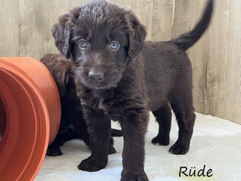Labradoodlewelpen F1 (mittelgroß) - abgabebereit ab dem 05.06.