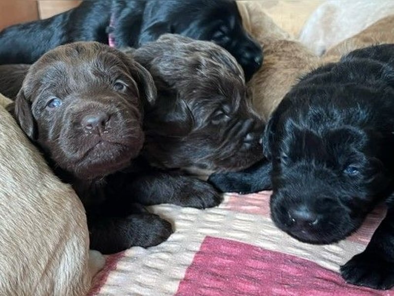 Labradoodlewelpen F1 (mittelgroß) - abgabebereit ab dem 05.06.