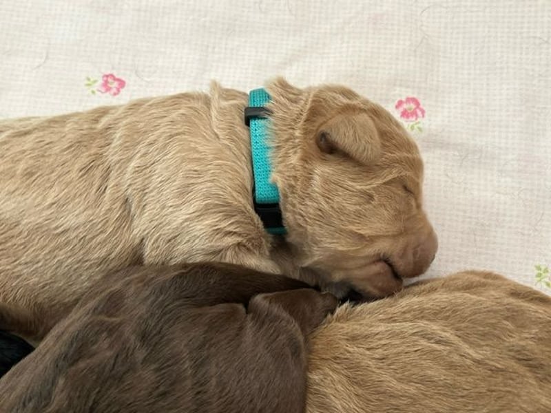 Labradoodlewelpen F1 (mittelgroß) - abgabebereit ab dem 05.06.
