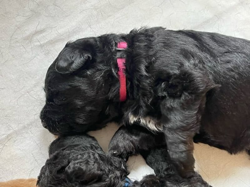 Labradoodlewelpen F1 (mittelgroß) - abgabebereit ab dem 05.06.