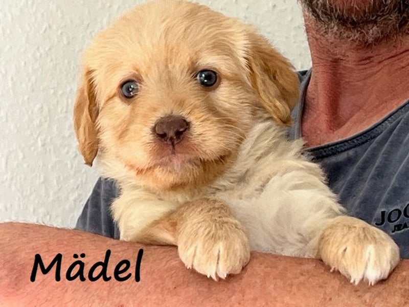 Labradoodlewelpen F1 (mittelgroß) - abgabebereit ab dem 05.06.